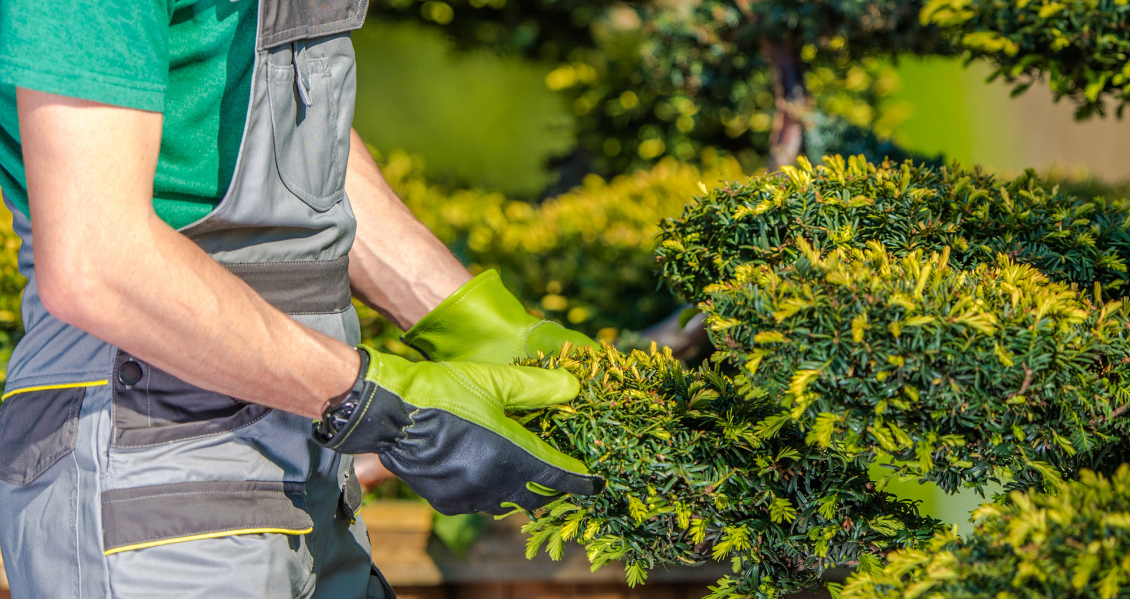 Creating Green Spaces For Living