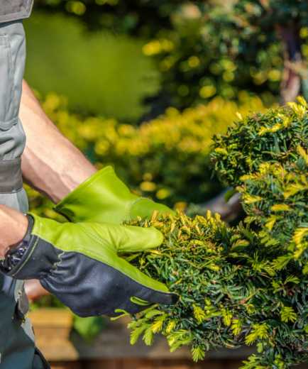 Creating Green Spaces For Living