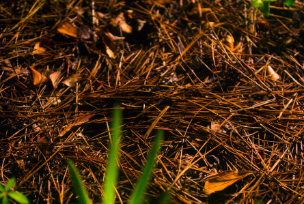 Pine Straw Installation 